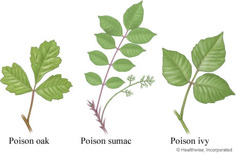 poison ivy identification